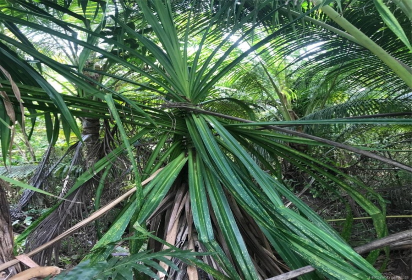 Lauhala trees