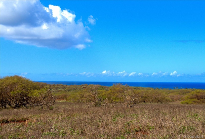 Ground-level view looking towards the southern end of Papohaku Beach