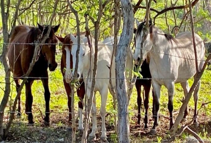 I got this photo from land care.I believe he is on lot #11.