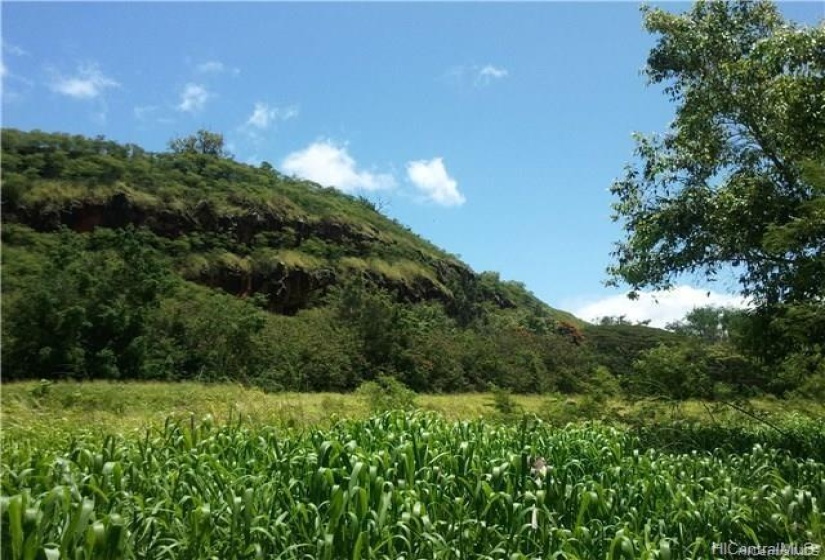 Perfect farming land- Perfect land for farming, grazing your horses, sheep, cattle or other. Alluvial soils with an annual stream next door.