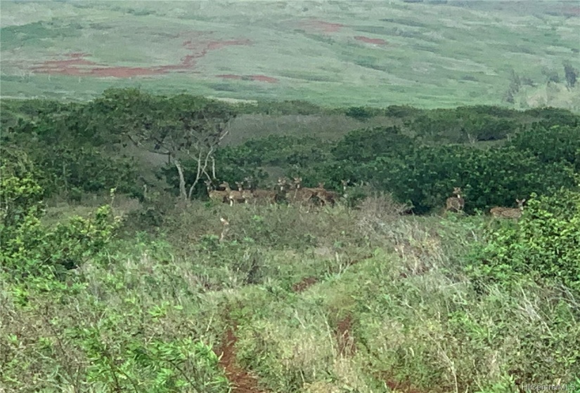 THE HAWAIIAN AXIS DEER DEFINITLY FREE RANGE THE PROPERTY YEAR ROUND!I LIVE THREE LOTS BELOW AND KNOW THAT THIS IS DEFINITELY THE LAST HAWAIIAN AFFORDABLE PARADISE!