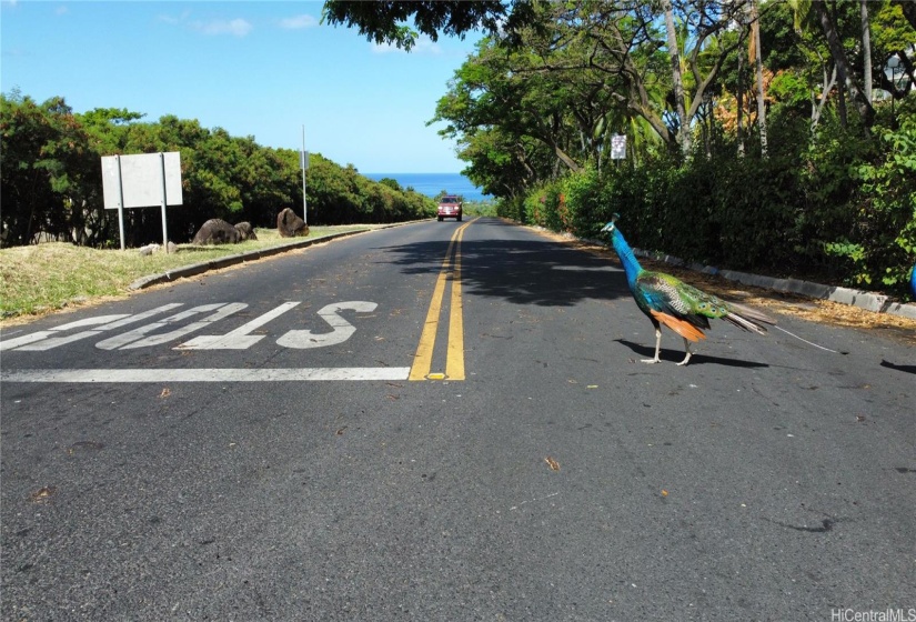 Wild Peacocks roam the community