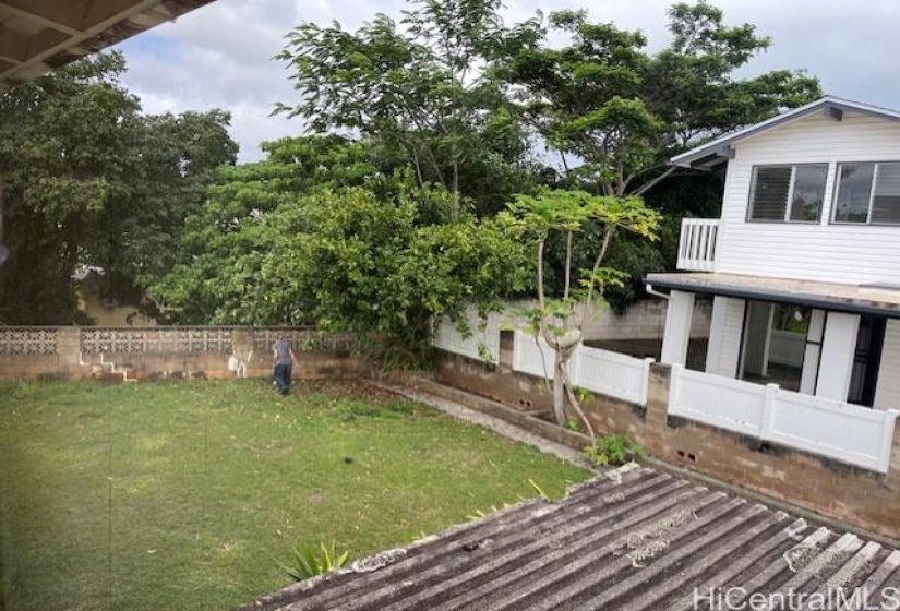 Jabong, aka pomelo, citrus fruit tree on your 