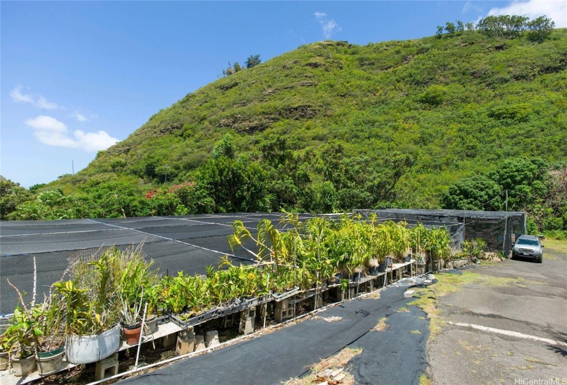 Orchid nurseries cover most of the property. This is on the makai side of the property.