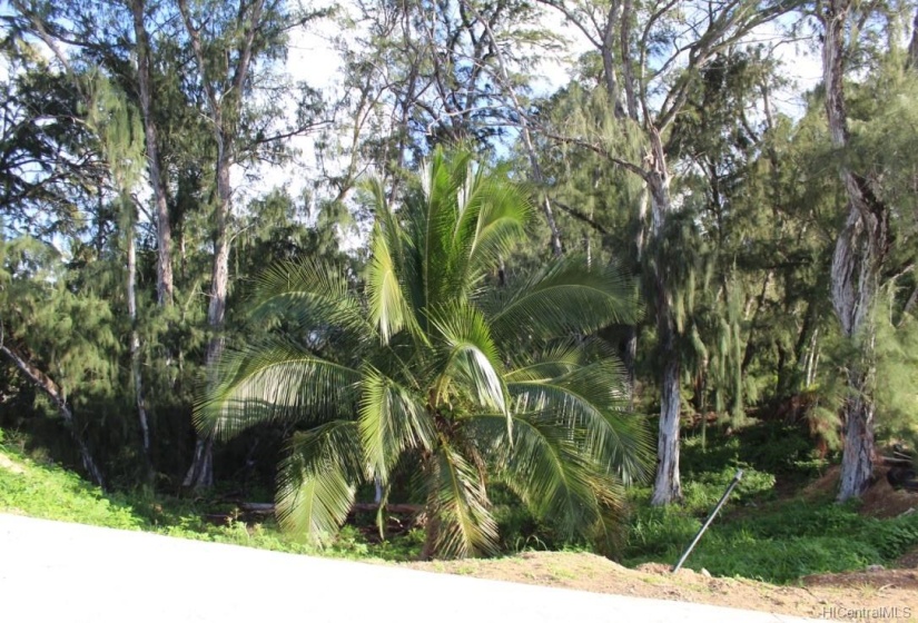 Build your ocean view dream home in a beautiful Hawaiian forest on the beach.