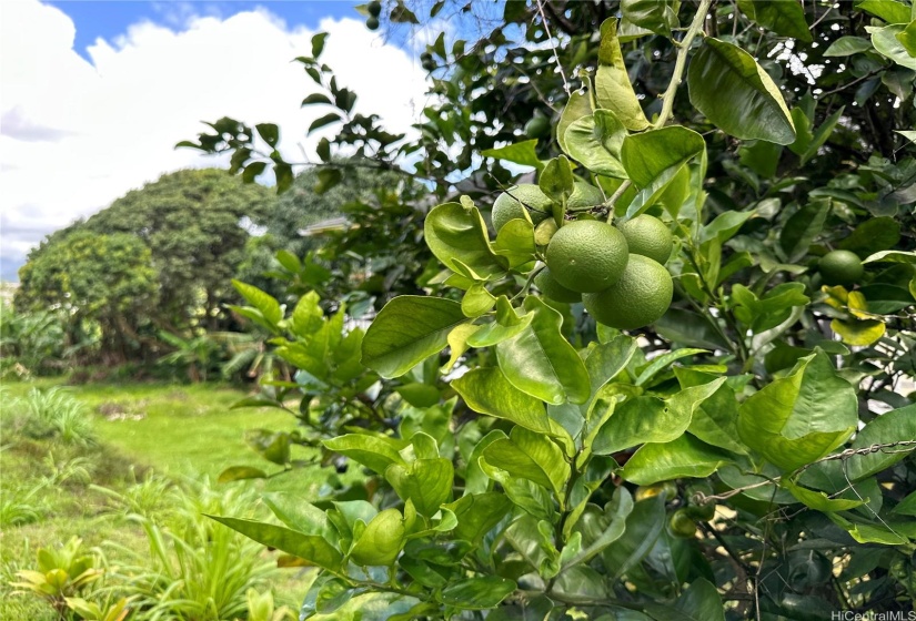 Featuring a wonderful variety of fruit trees that thrive in this lush environment, including Hawaiian orange, lychee, mango, avocado, and noni.