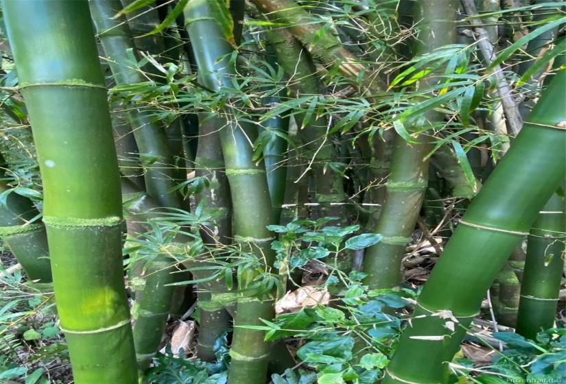 Bamboo grove on way in from Kuhio Hwy.