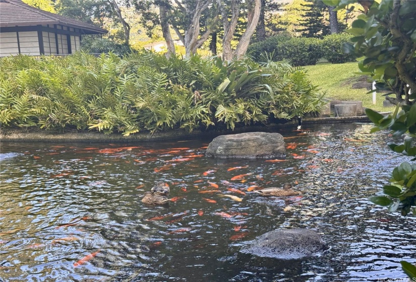 Enjoy the grounds Koi pond where the Koi fishes swims creating gentle ripples of water.