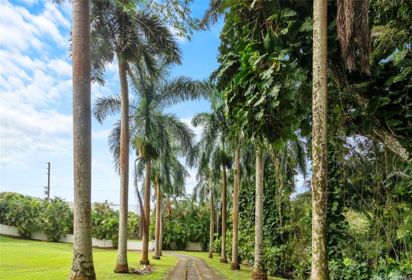 Palm Lined Driveway