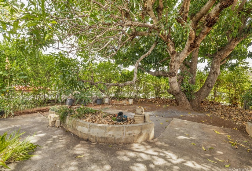 Large Mango tree with lots of room for your pets or children to play!