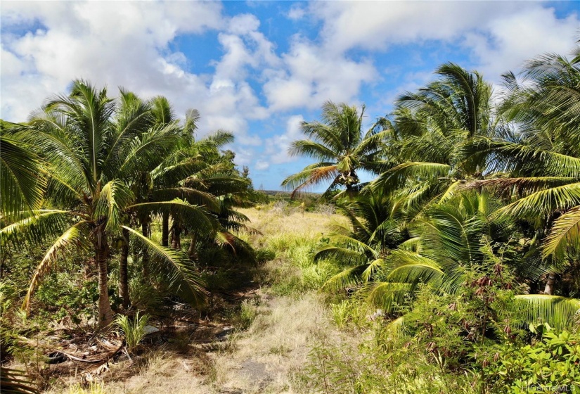 Property Off Kam Hwy Near Turtle Bay Resort