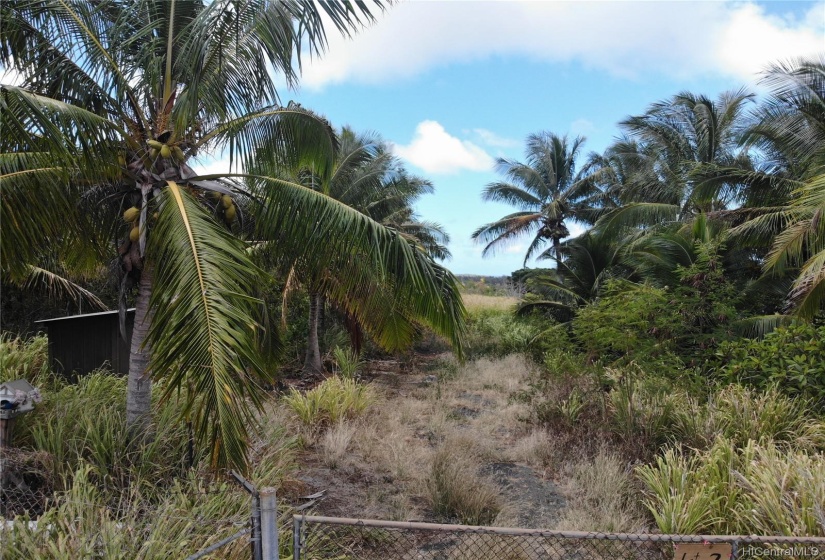 Coconut Palms