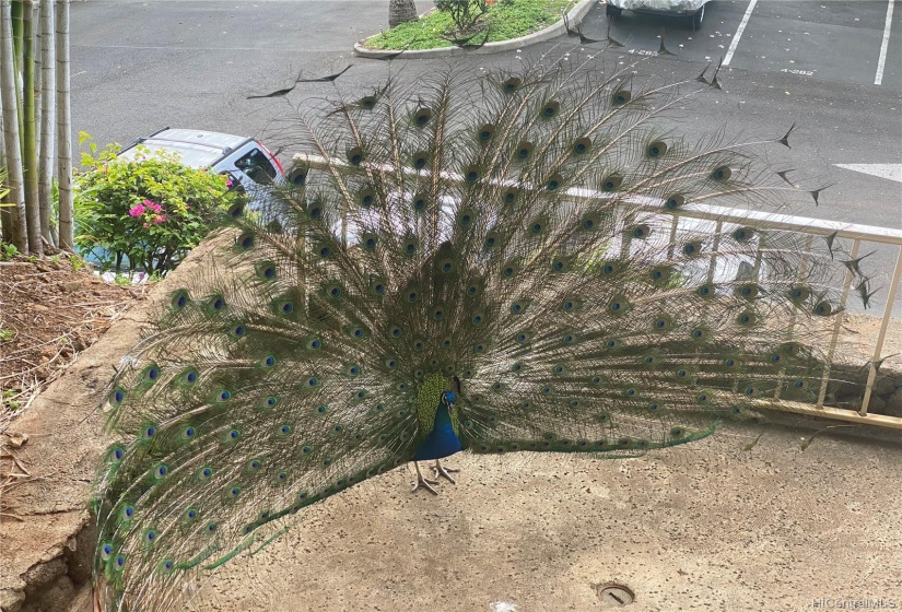 PEACOCK ON PROPERTY