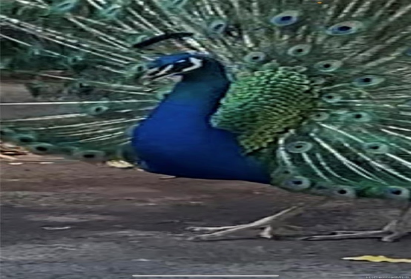 Peacocks On Common Grounds Makaha Valley Towers